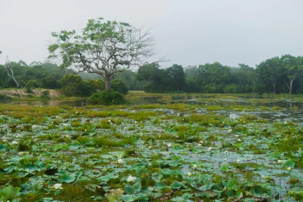 Admire the lush greenery of Wilpattu National Park