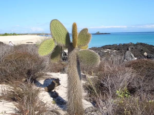 Sole cactus on the beach
