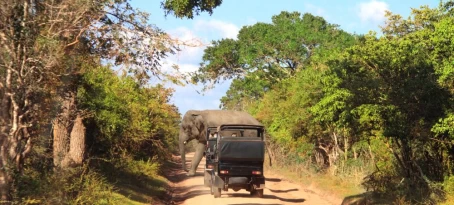 Look for elephants and other wildlife in Wilpattu