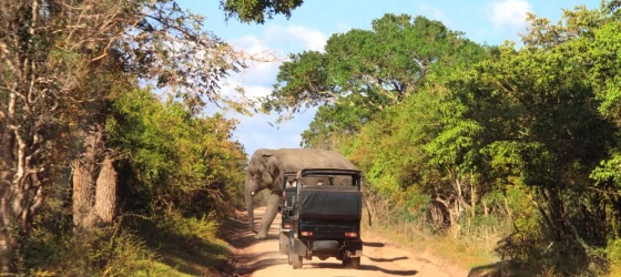 Look for elephants and other wildlife in Wilpattu