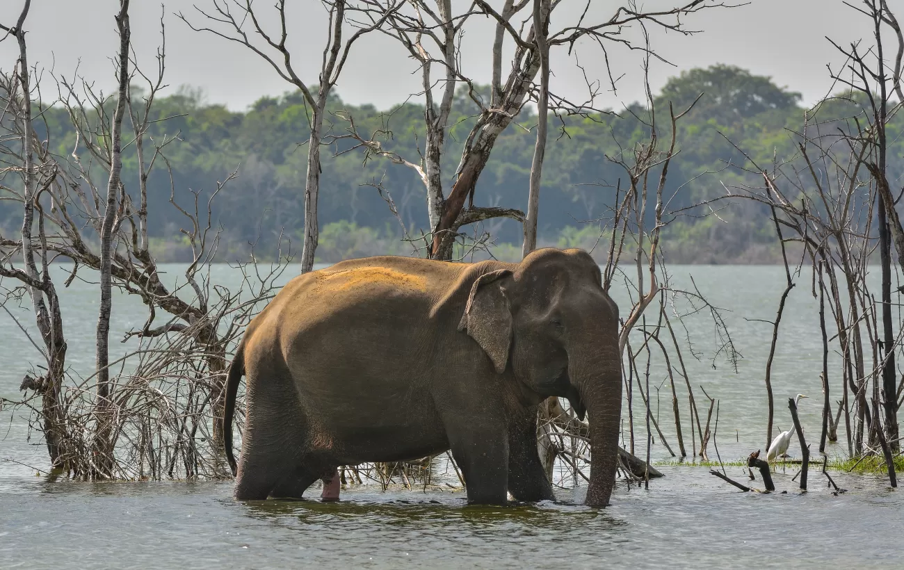 An elephant wades in the waters of Wilpattu National Park