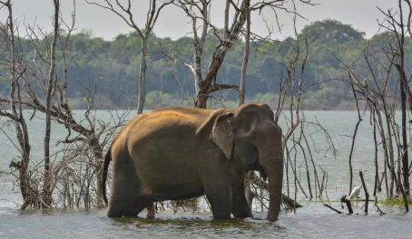 An elephant wades in the waters of Wilpattu National Park