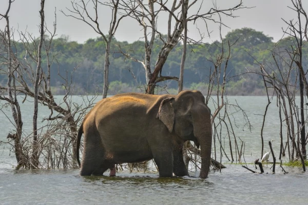 An elephant wades in the waters of Wilpattu National Park
