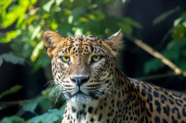 A Sri Lankan leopard gazes back