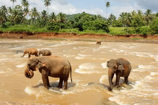 Elephants cross a river