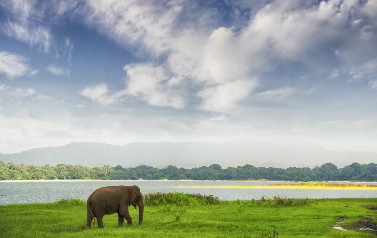 An elephant crosses the plains of Minneriya National Park