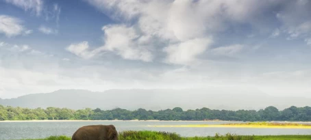 An elephant crosses the plains of Minneriya National Park