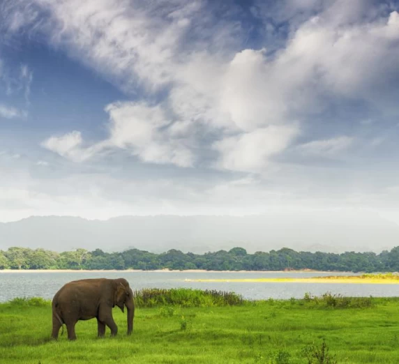 An elephant crosses the plains of Minneriya National Park