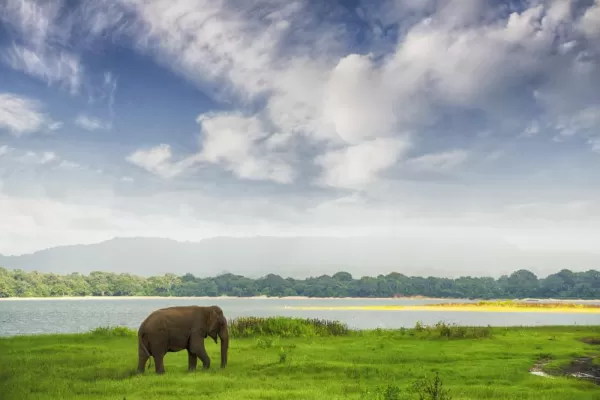 An elephant crosses the plains of Minneriya National Park