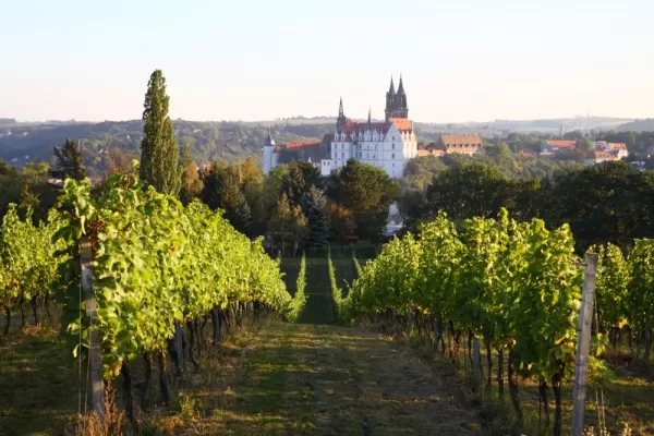 Visit vineyards in eastern Germany