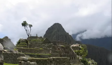 The tree of live in Machu Picchu