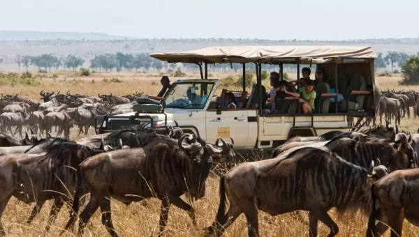 Wildebeest crowd a vehicle during the Great Migration