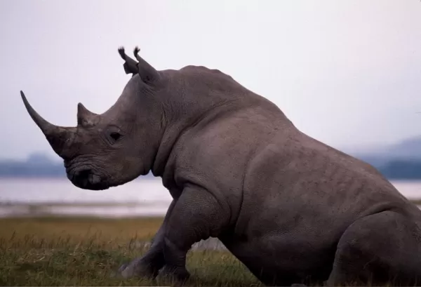 A rhino relaxes in Kenya
