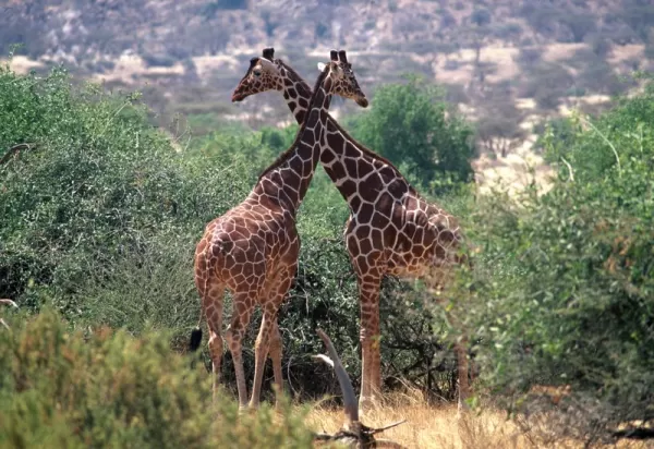 Giraffes embrace