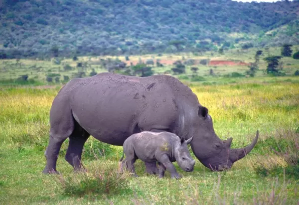 A rhino mother grazes next to her calf