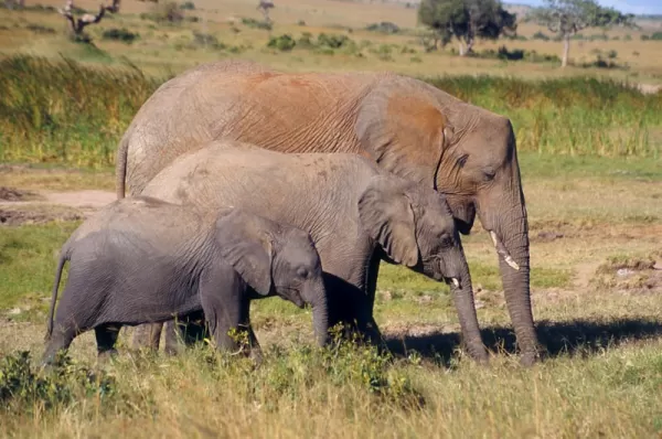 An elephant family grazes in Kenya