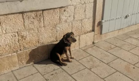 Croatian dog enjoying the sunshine in Hvar