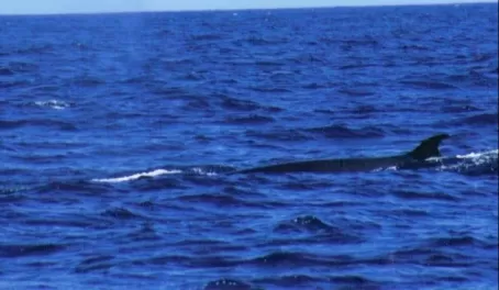 Brydes Whale fin