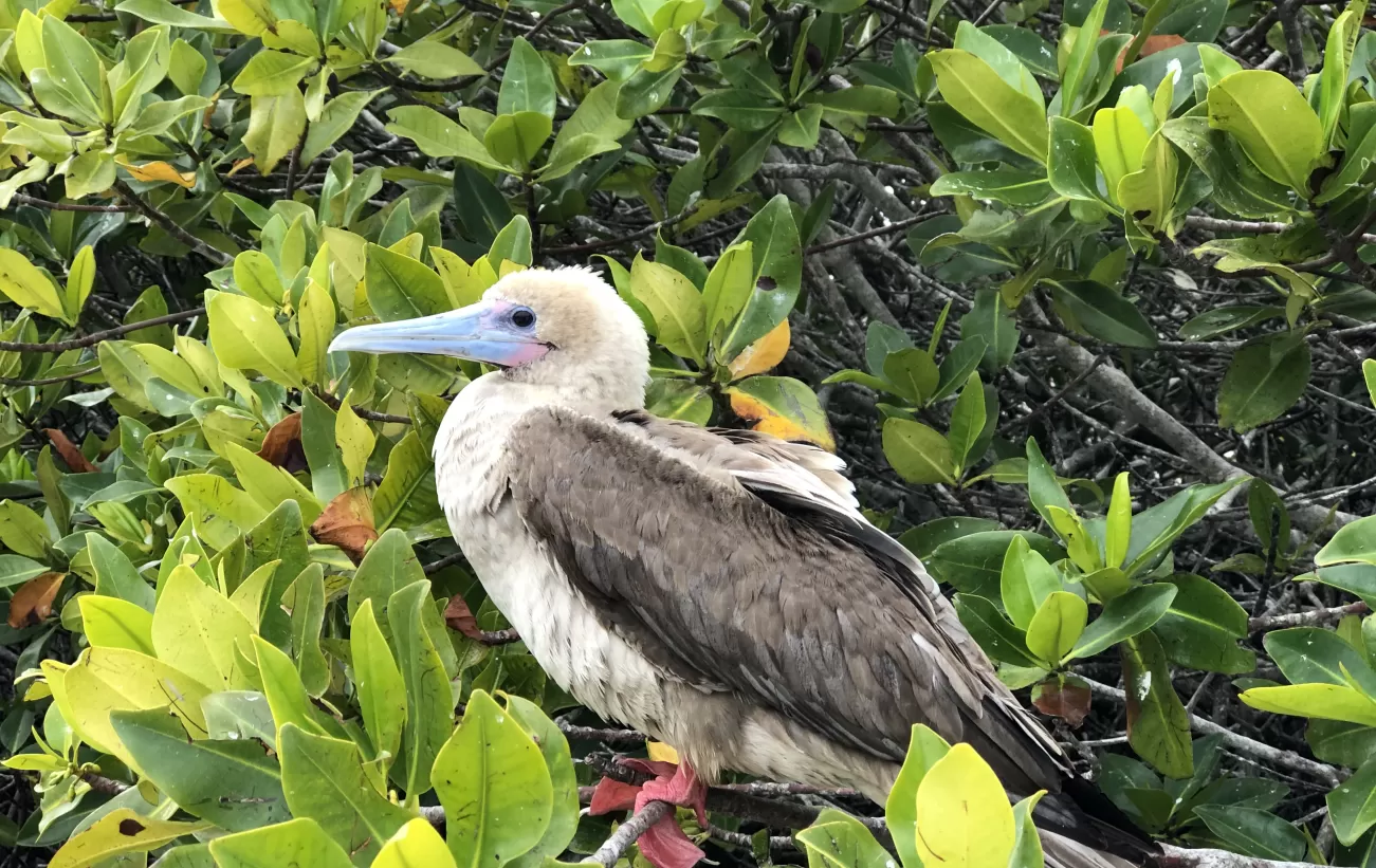 Genovesa - Darwin Bay - Red footed booby