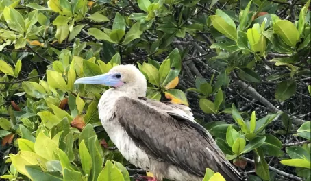 Genovesa - Darwin Bay - Red footed booby