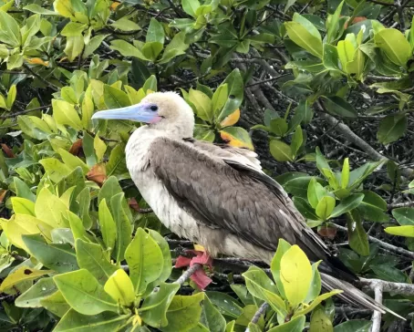 Genovesa - Darwin Bay - Red footed booby
