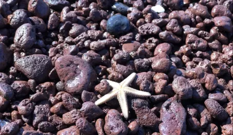 Rabida Island - starfish