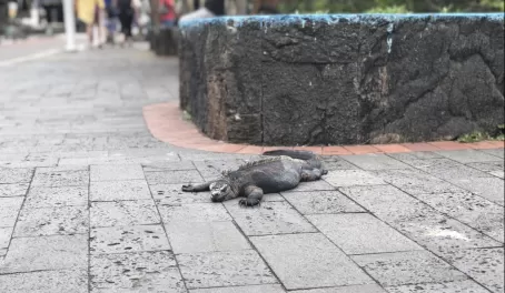 Santa Cruz - Puerto Ayora - iguanas everywhere