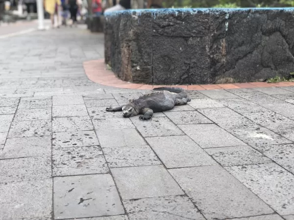 Santa Cruz - Puerto Ayora - iguanas everywhere