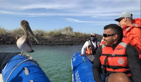 Santa Cruz - Black Turtle Cove - a VERY friendly pelican