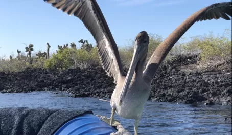 Santa Cruz - Black Turtle Cove - a VERY friendly pelican