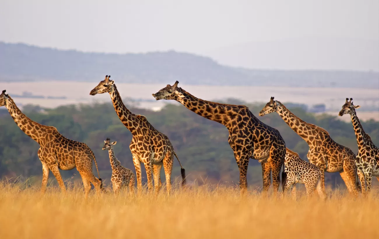 A giraffe family on the savanna
