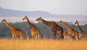 A giraffe family on the savanna