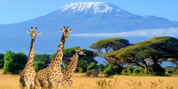 Giraffes on the savanna surrounding Mt. Kilimanjaro
