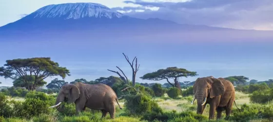 Elephants browse for food in the shadow of Kilimanjaro