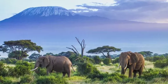 Elephants browse for food in the shadow of Kilimanjaro