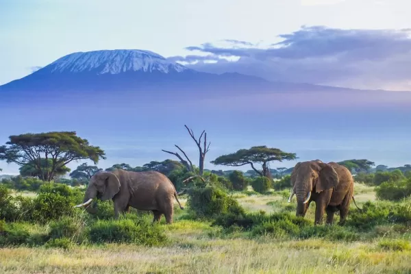 Elephants browse for food in the shadow of Kilimanjaro