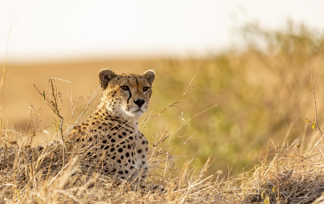 A cheetah keeps a sharp watch on the plains