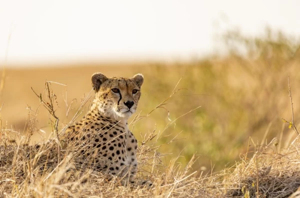 A cheetah keeps a sharp watch on the plains