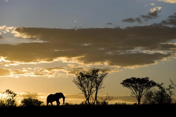 An elephant silhouetted against a stunning sunset on the savanna