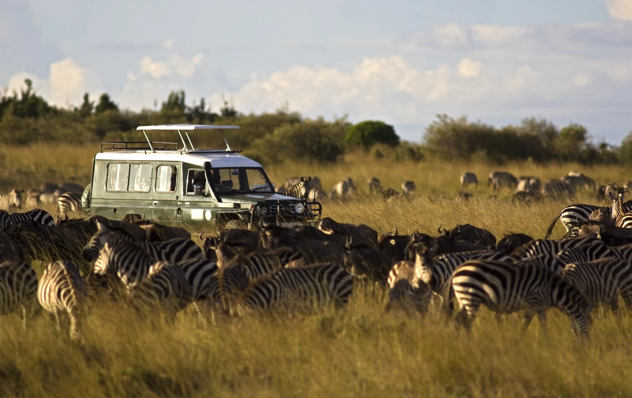 Enjoy game drives led by trained naturalist guides