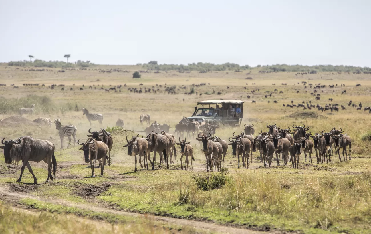 Take a game drive in the Masai Mara region of Kenya