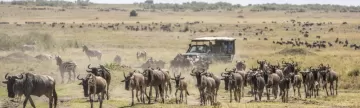 Take a game drive in the Masai Mara region of Kenya