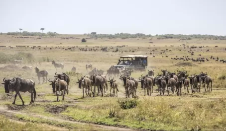 Take a game drive in the Masai Mara region of Kenya