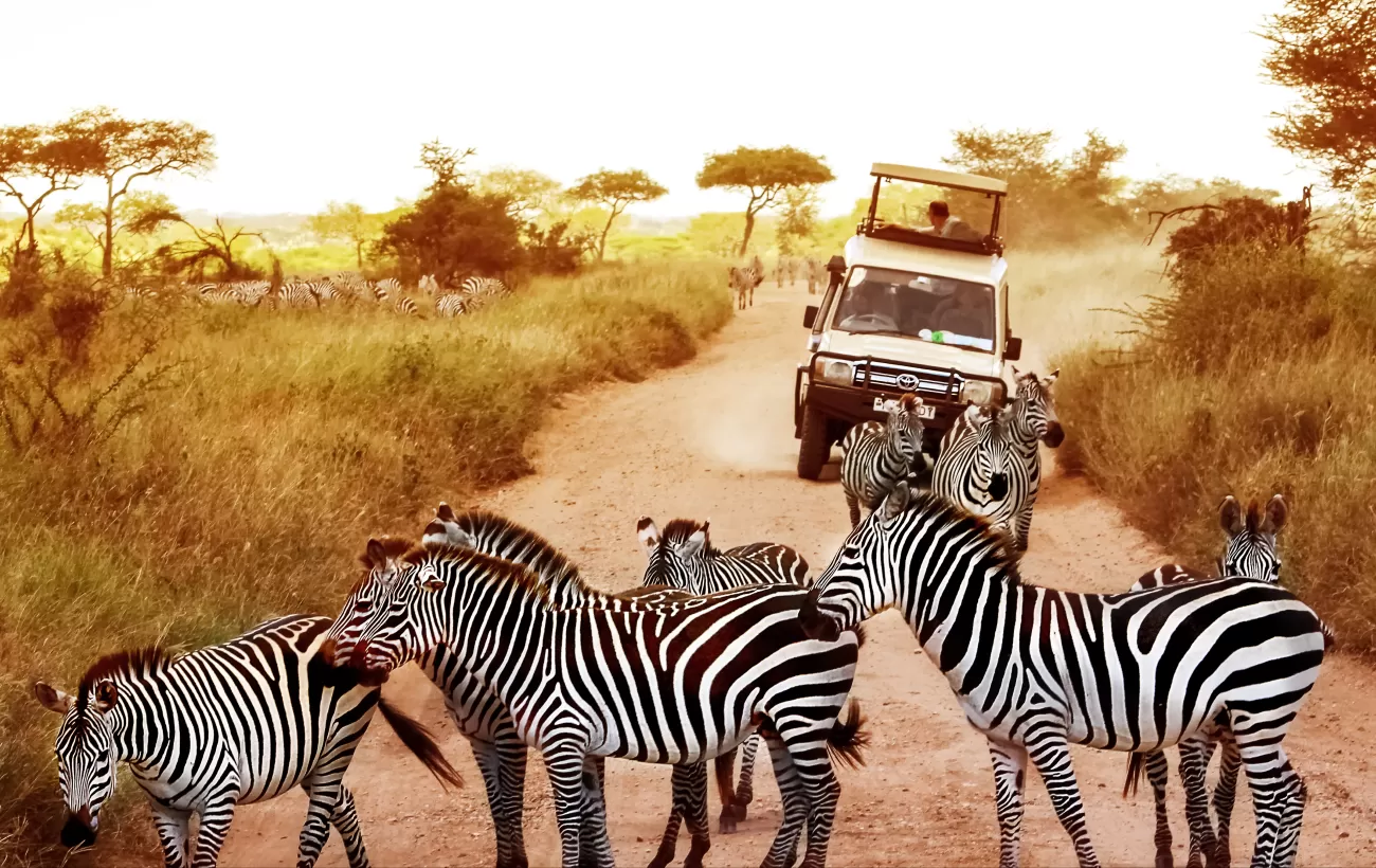 16 Best Tanzania Safaris & Tours for 2023-2024