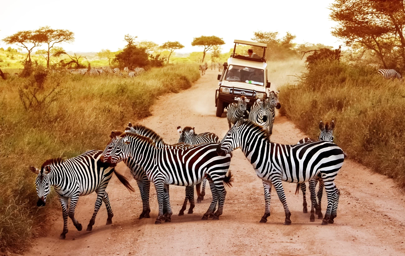 tanzania safaris tripadvisor