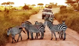 Look for zebras on a game drive