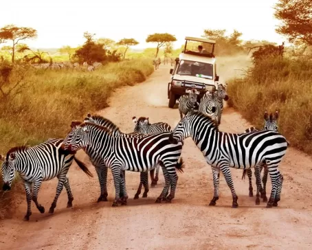 Look for zebras on a game drive