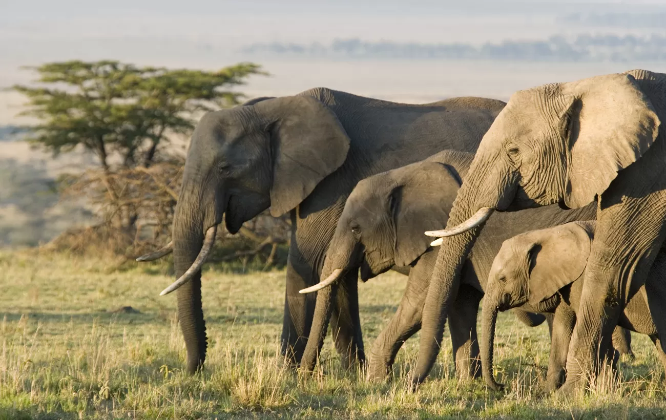 A herd of elephants crossing the savanna