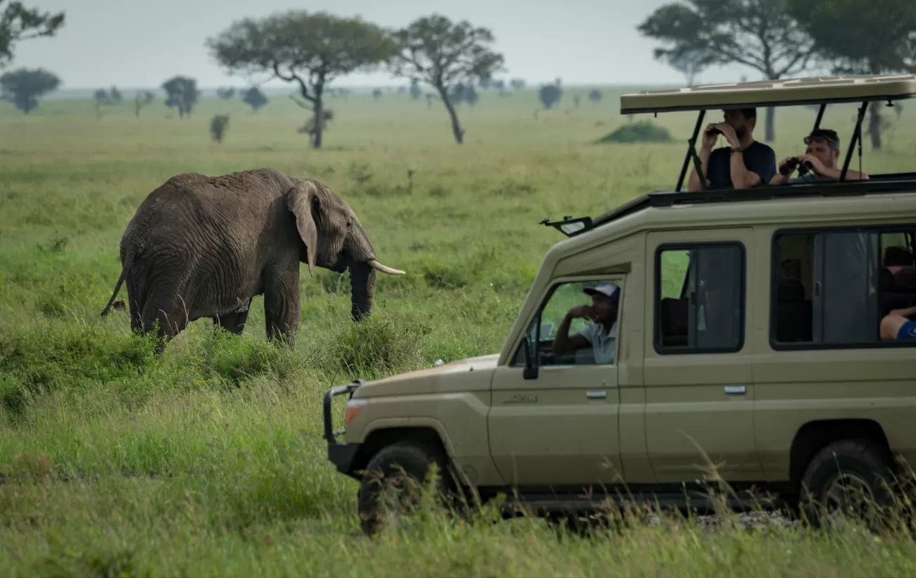 Look for elephants on a game drive