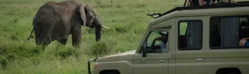 Look for elephants on a game drive